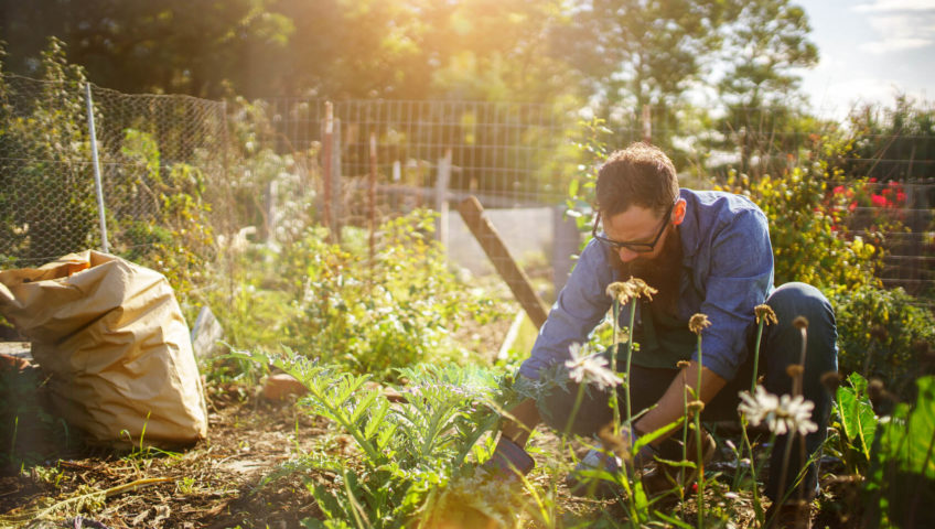 huerta en el jardín