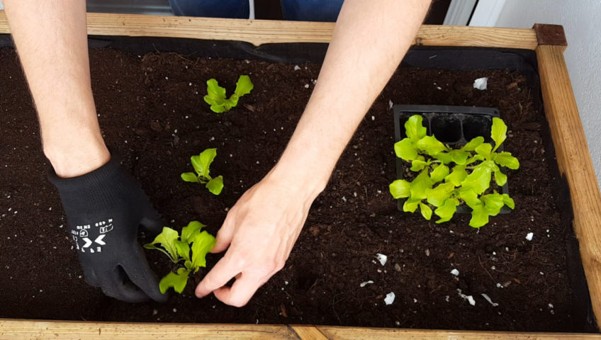 mesa de cultivo