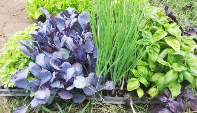 Almácigos de kale morada, cebollino y albahaca