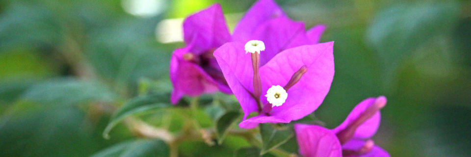 Fotografía en primer plano de la flor de la veranera